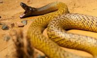 6 loài rắn độc nhất thế giới, loại thứ 2 Việt nam có rất nhiều